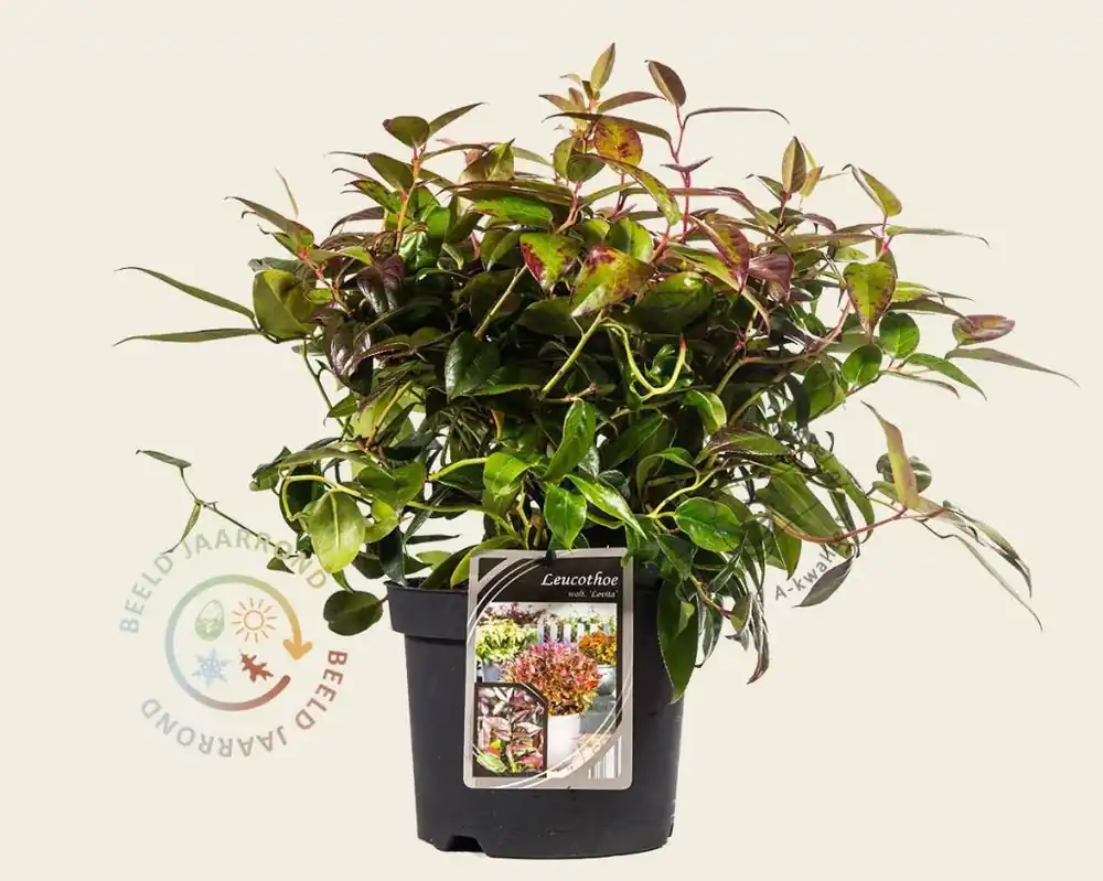 Online kopen | Leucothoe walteri ‘Lovita‘