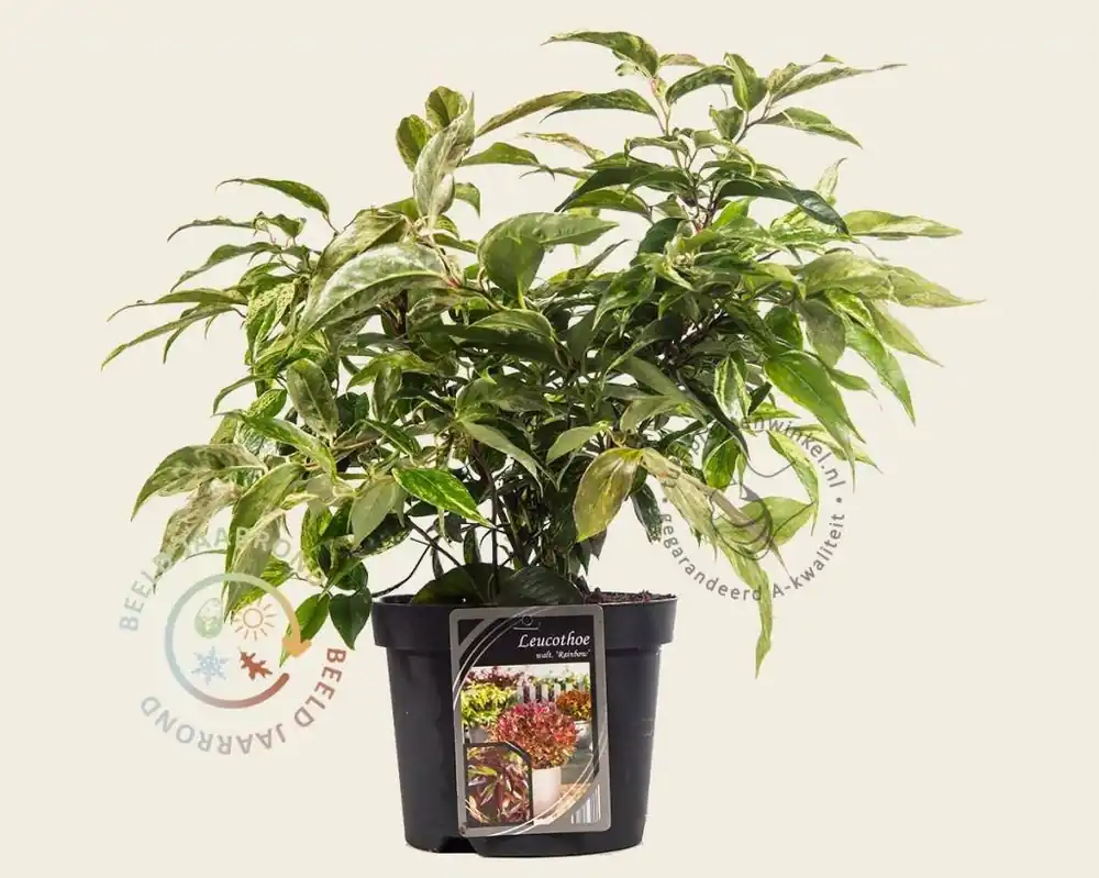 Topproduct | Leucothoe walteri ‘Rainbow‘