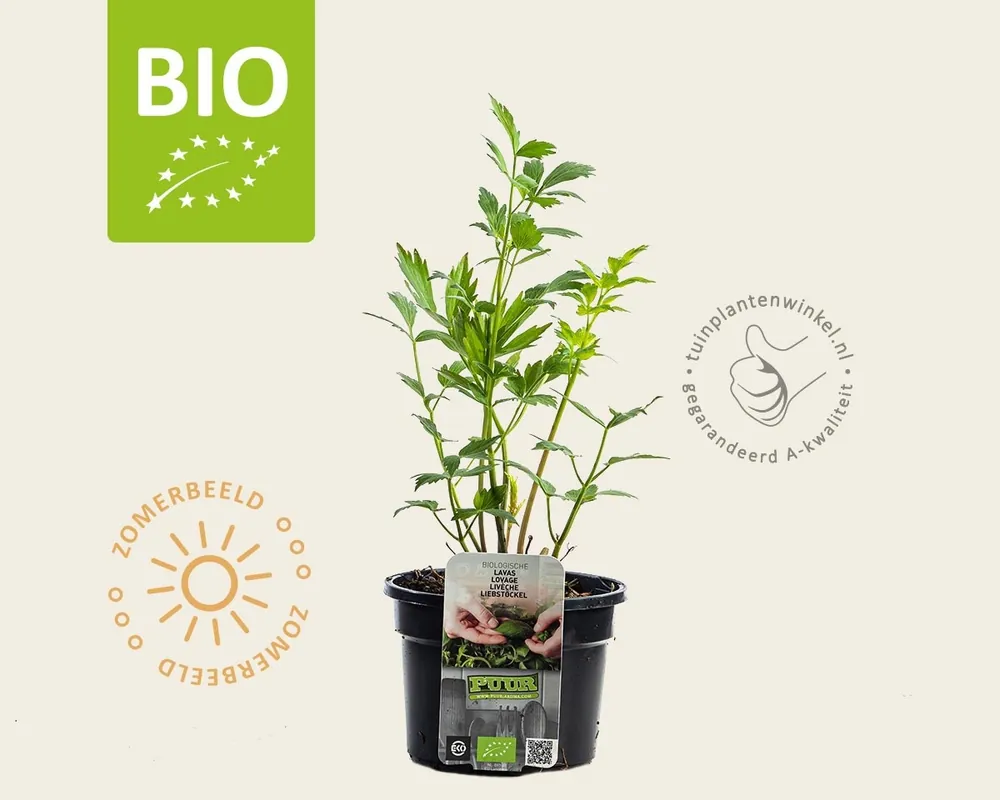 Levisticum officinale Puur | Opruiming