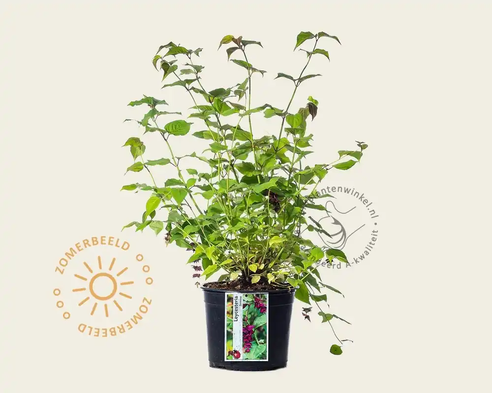 Leycesteria formosa - Premiumkwaliteit