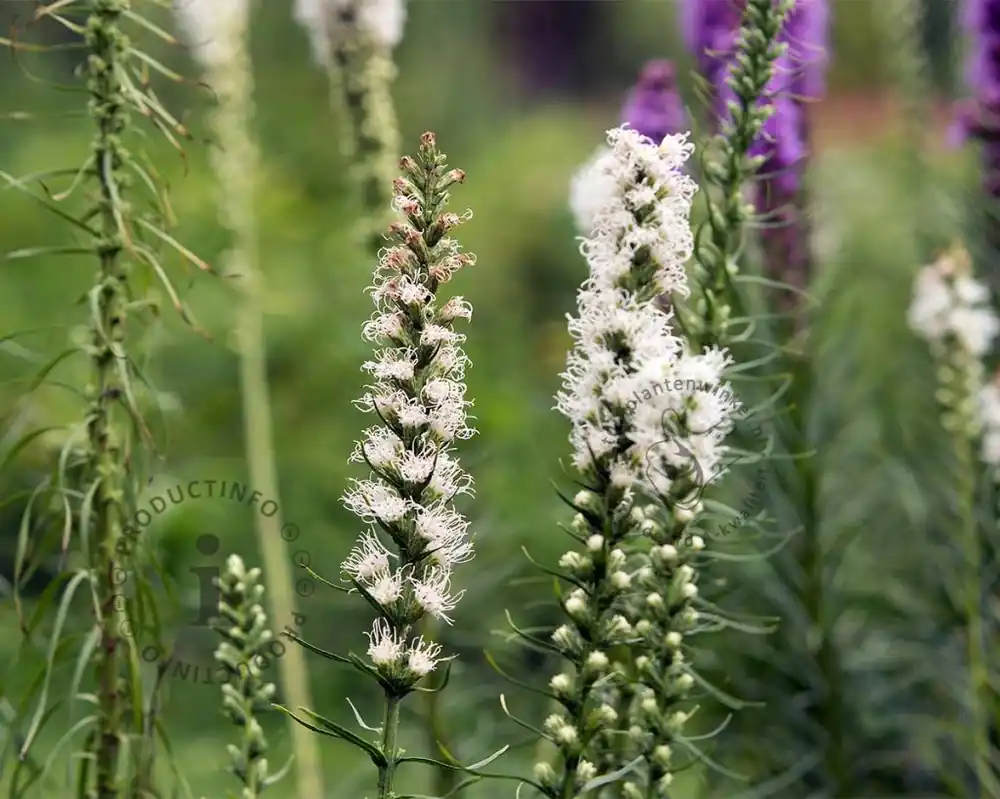 Liatris spicata ‘Alba‘ | Spoedlevering