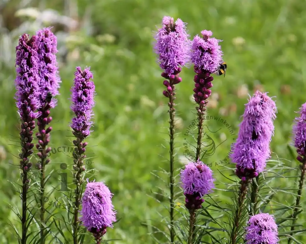 Klantfavoriet | Liatris spicata ‘Kobold‘