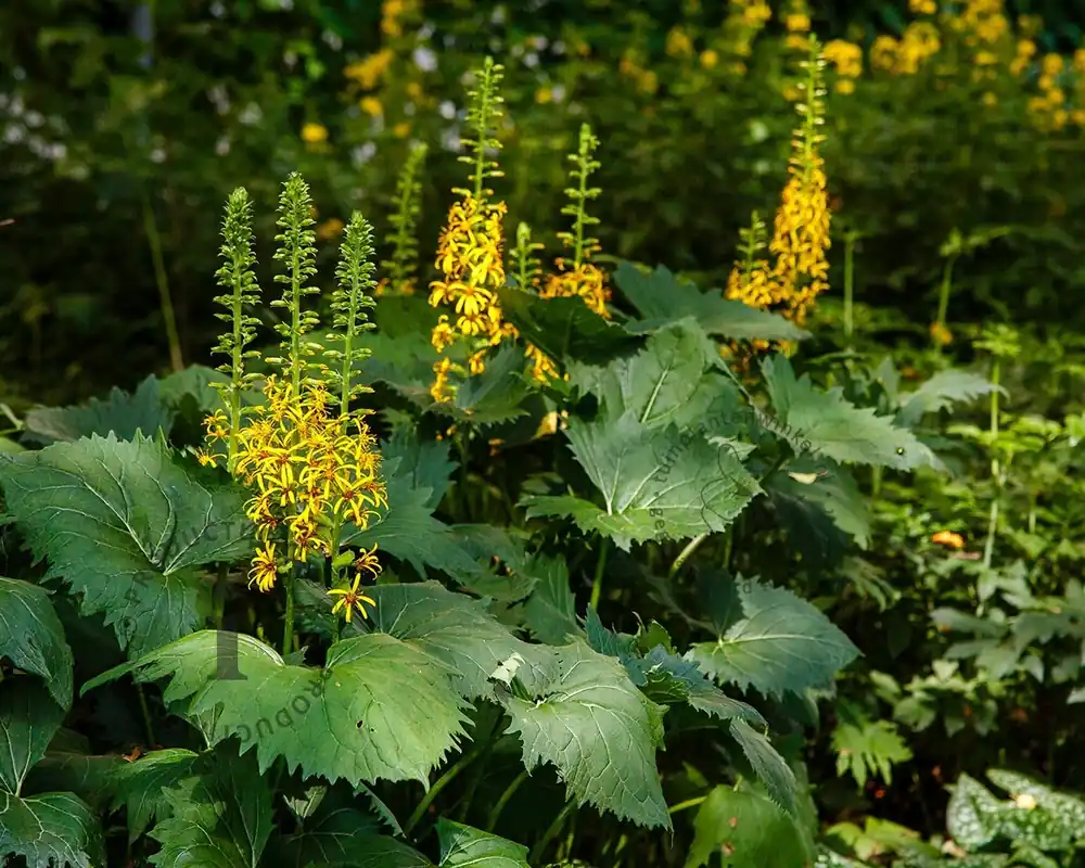 Ligularia stenocephala ‘The Rocket‘ | Pak je kans