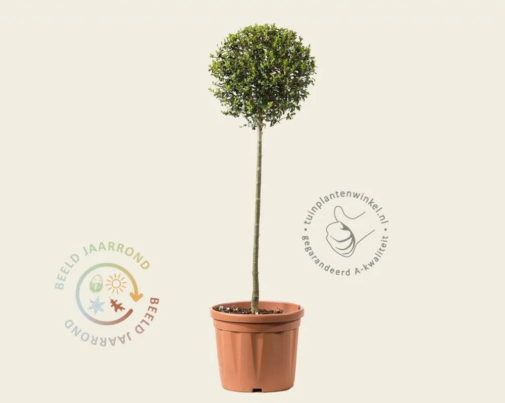 Snelle verzending | Ligustrum delavayanum - op stam