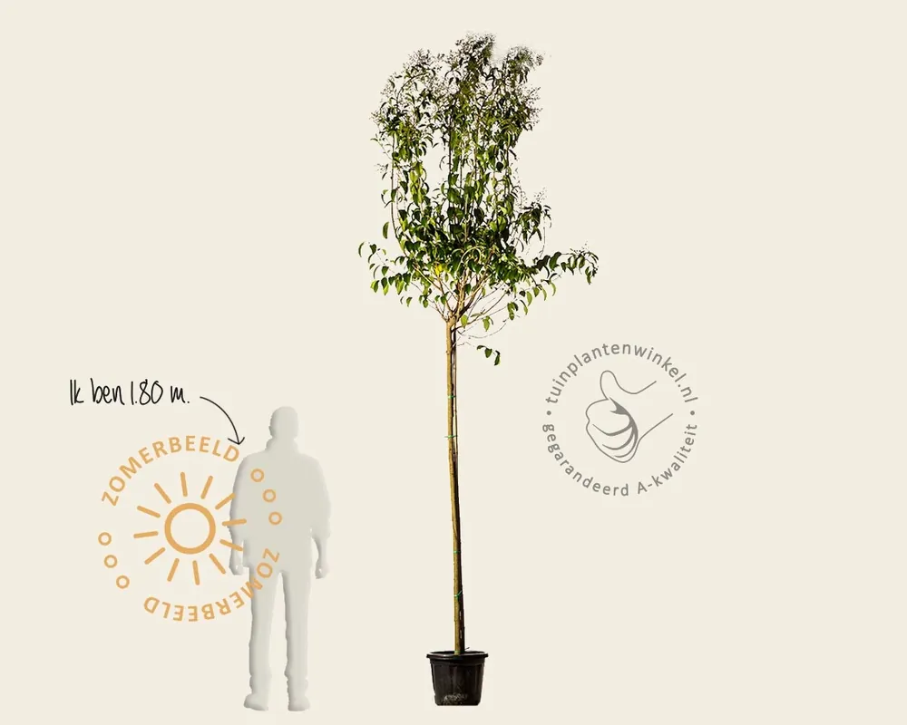 Ligustrum japonicum | Prijsverlaging