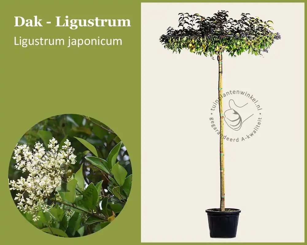 Ligustrum japonicum dakboom | Alleen vandaag
