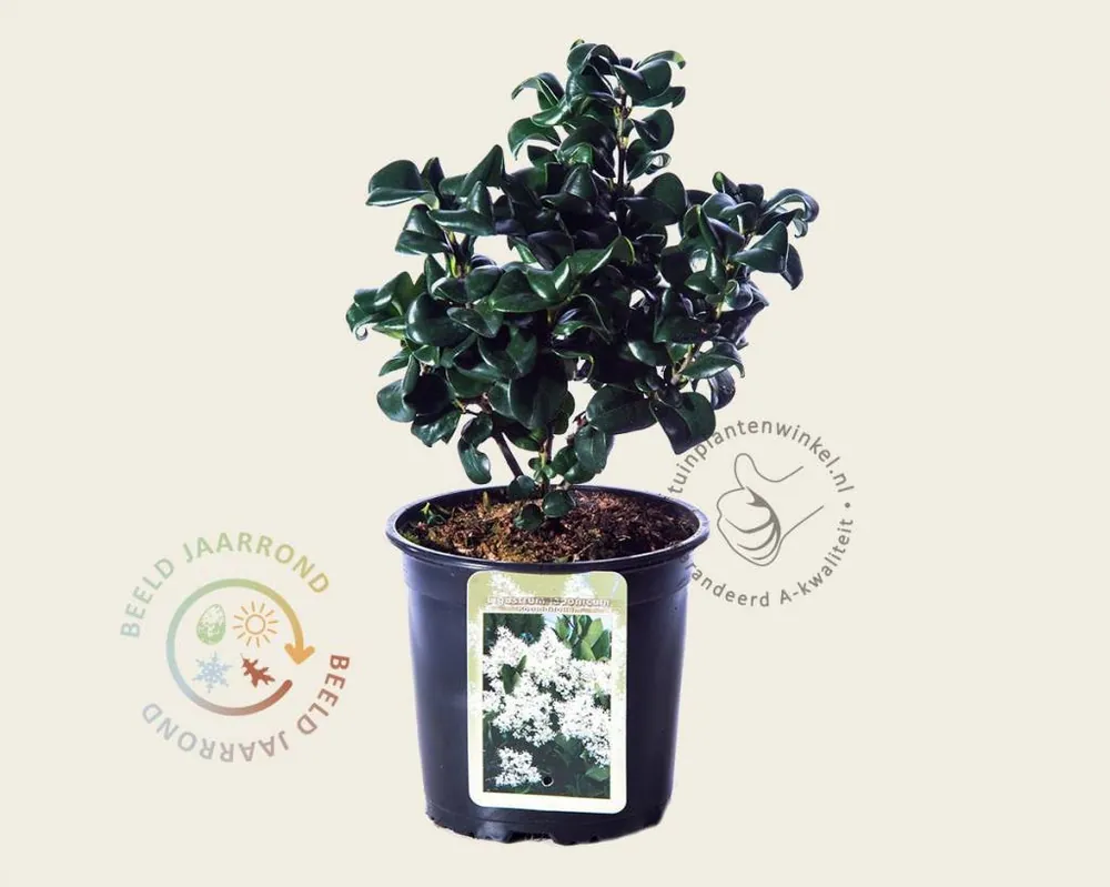 Ligustrum japonicum ‘Rotundifolium‘ | Nu beschikbaar