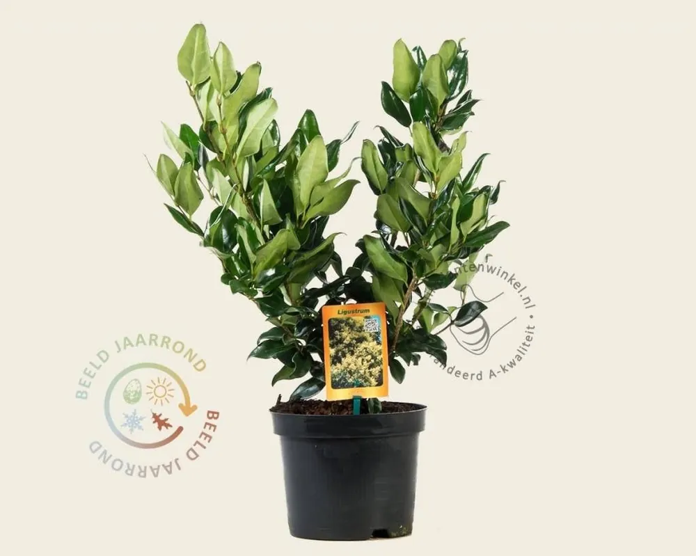 Nieuw binnengekomen - Ligustrum lucidum