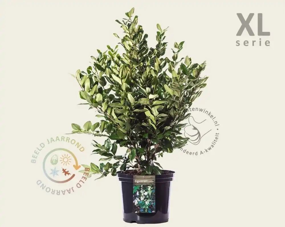 Ligustrum lucidum - XL - Zeer goed beoordeeld