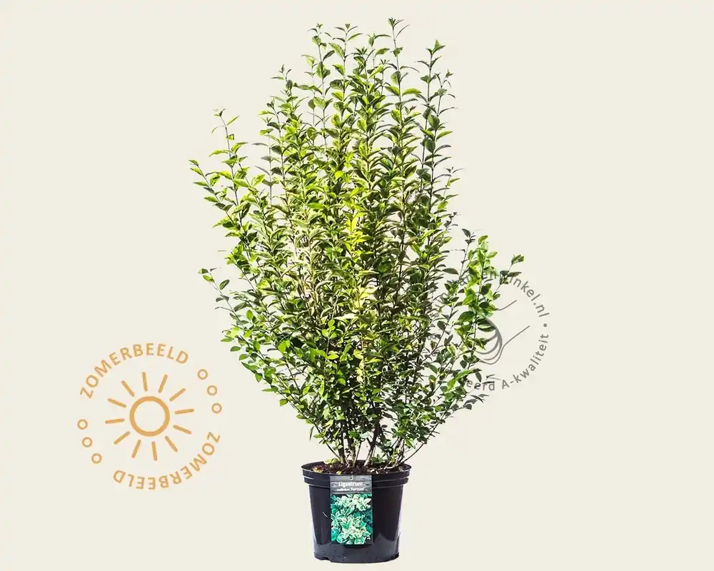 Net binnen | Ligustrum ovalifolium ‘Aureum‘