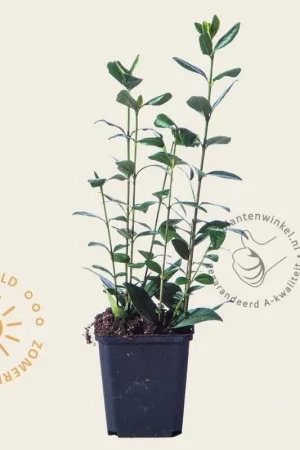 Zojuist toegevoegd | Ligustrum ovalifolium - in pot
