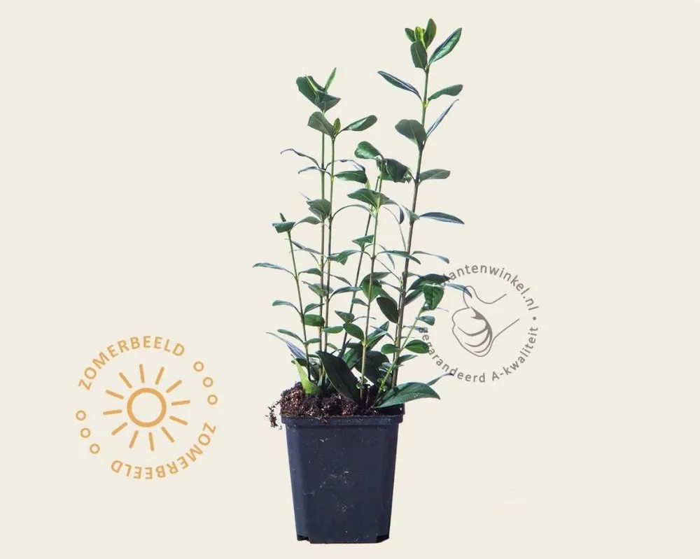Zojuist toegevoegd | Ligustrum ovalifolium - in pot