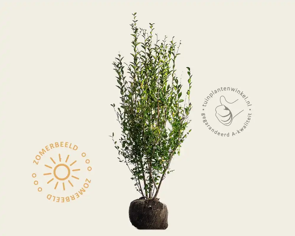 Ligustrum ovalifolium - kluit | Op voorraad