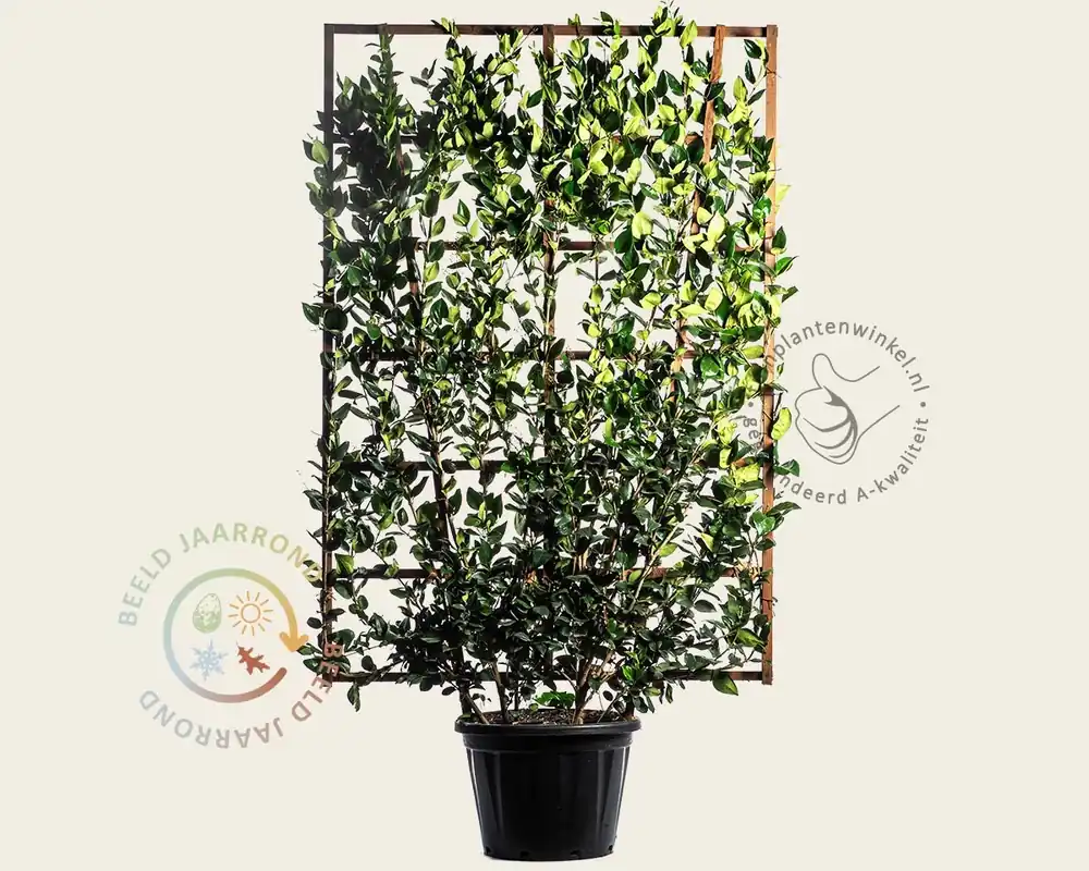 Ligustrum texanum - in rek 130x200 cm | Extra korting