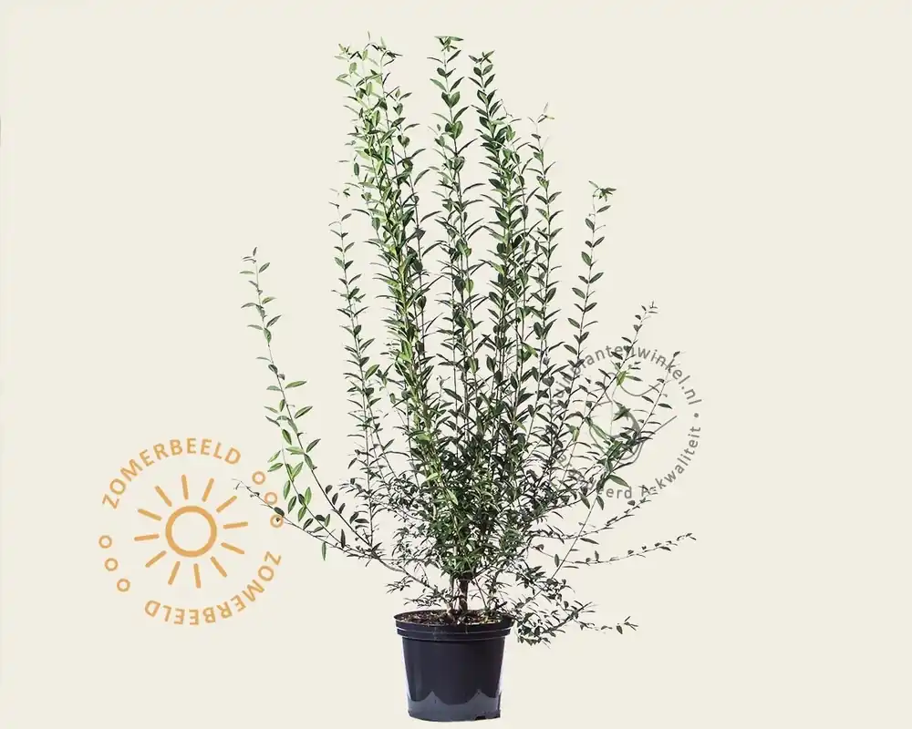 Superprijs | Ligustrum vulgare ‘Atrovirens‘