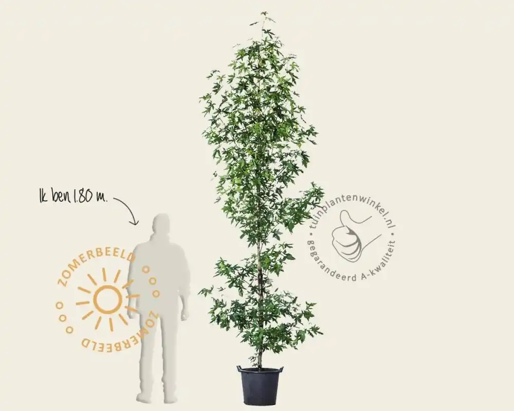 Liquidambar styraciflua ‘Worplesdon‘ - beveerd | Bestseller