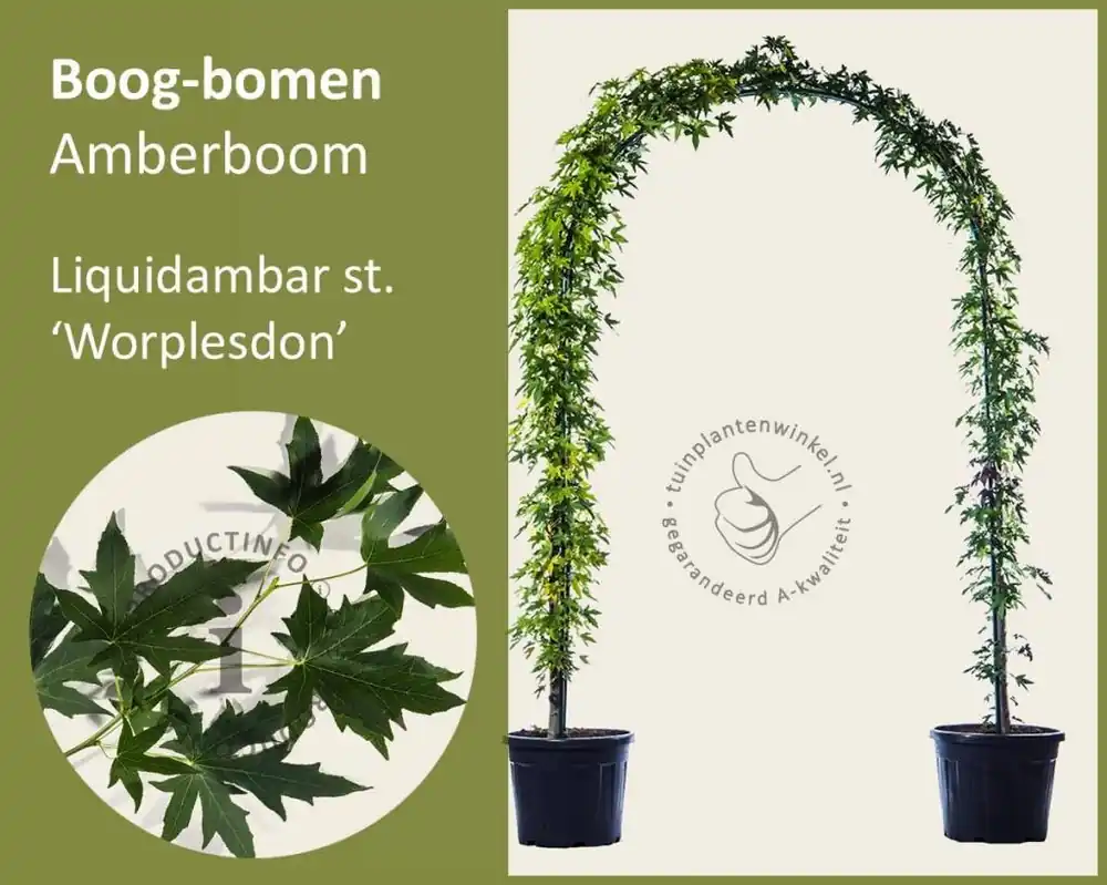 Fabrieksprijs - Liquidambar styraciflua ‘Worplesdon‘ - Boogvorm set