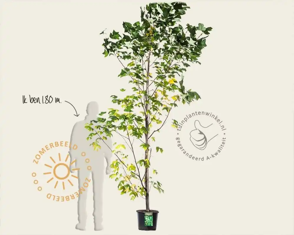 Populair bij klanten - Liriodendron tulipifera