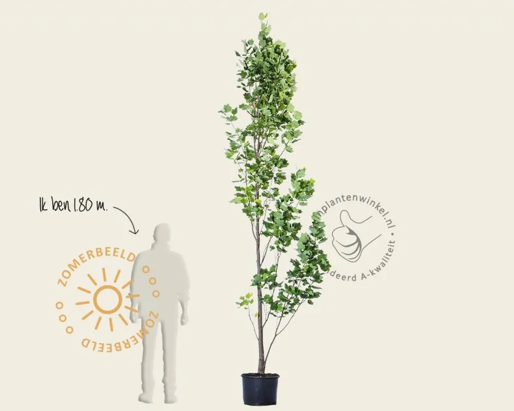 Liriodendron tulipifera ‘Fastigiatum‘ - Populair