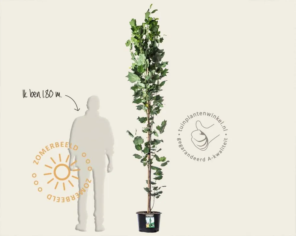 Liriodendron tulipifera ‘Fastigiatum‘ - Vanaf nu beschikbaar