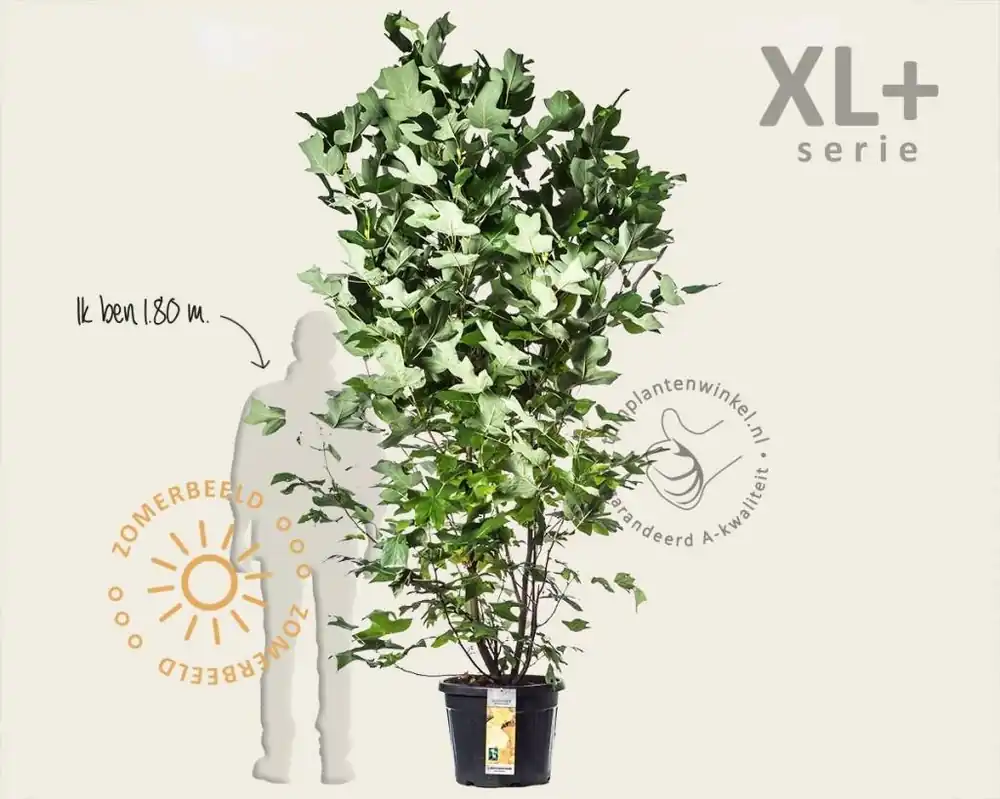 Net gelanceerd | Liriodendron tulipifera - XL+