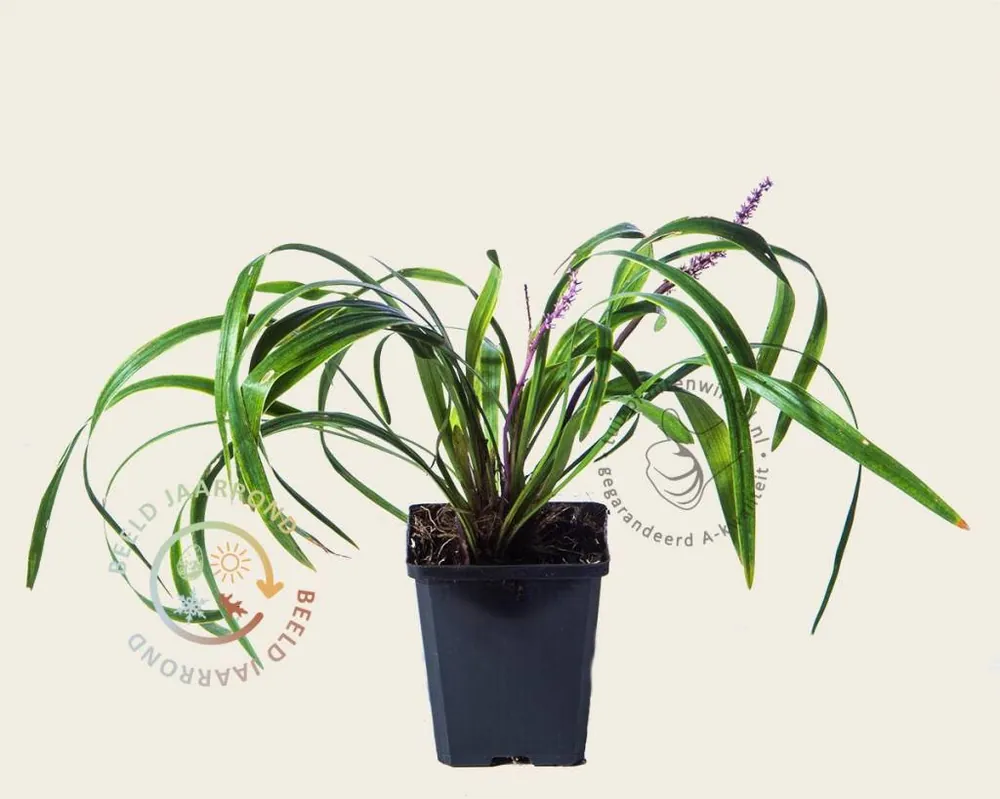 Topkwaliteit | Liriope muscari ‘Gold Banded‘