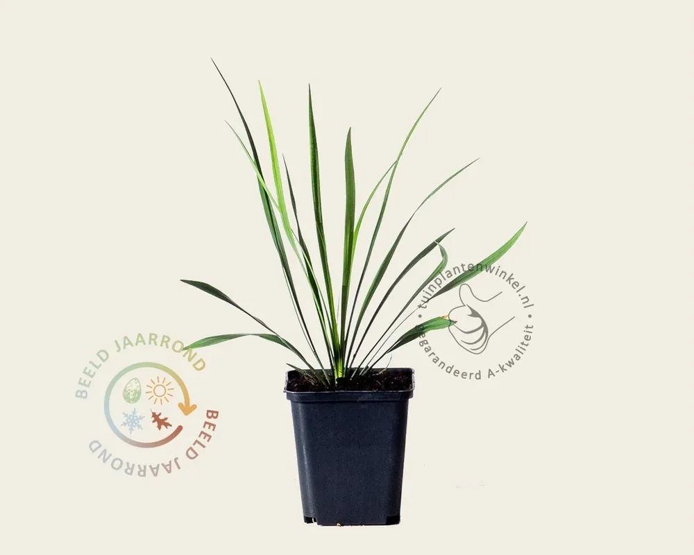 Hoog gewaardeerd - Liriope muscari ‘Ingwersen‘