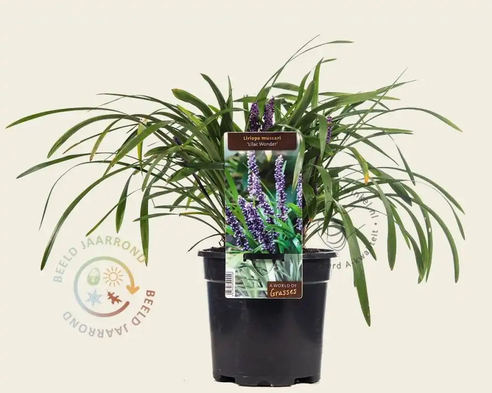 Liriope muscari ‘Lilac Wonder‘ | Koopje