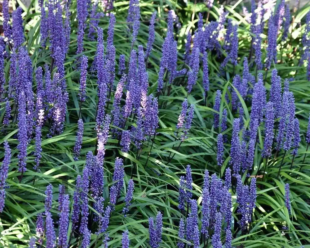 Voordelig | Liriope muscari ‘Moneymaker‘