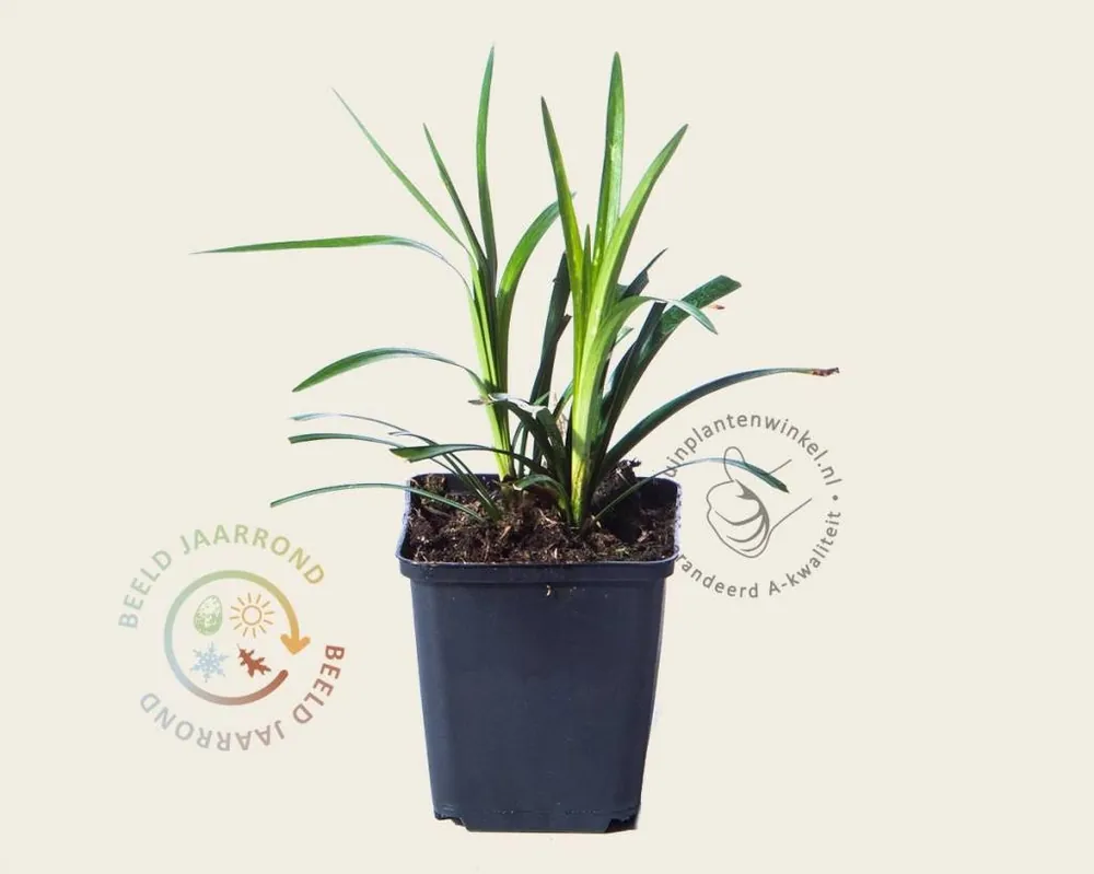 Liriope muscari ‘Monroe White‘ | Nieuw in de shop