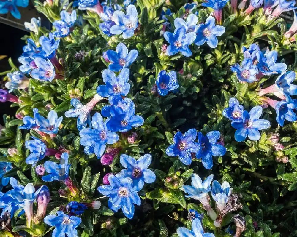Lithodora diffusa ‘Heavenly Blue‘ | Nieuw gelanceerd
