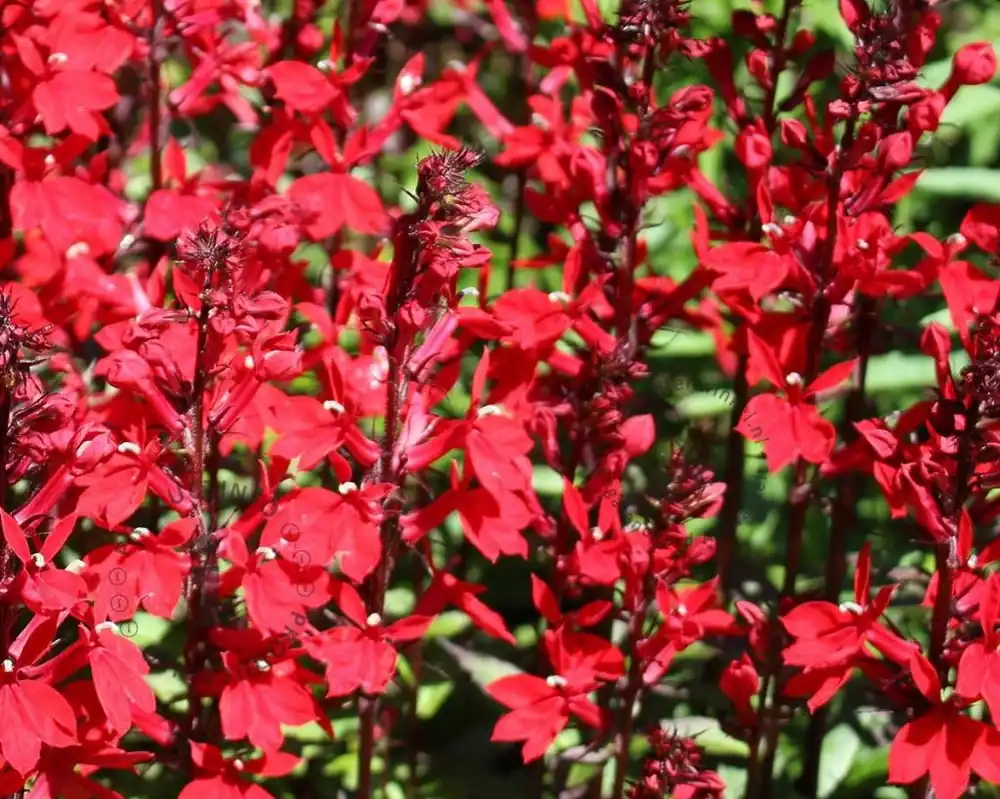 Uitverkoop | Lobelia fulgens ‘Queen Victoria‘