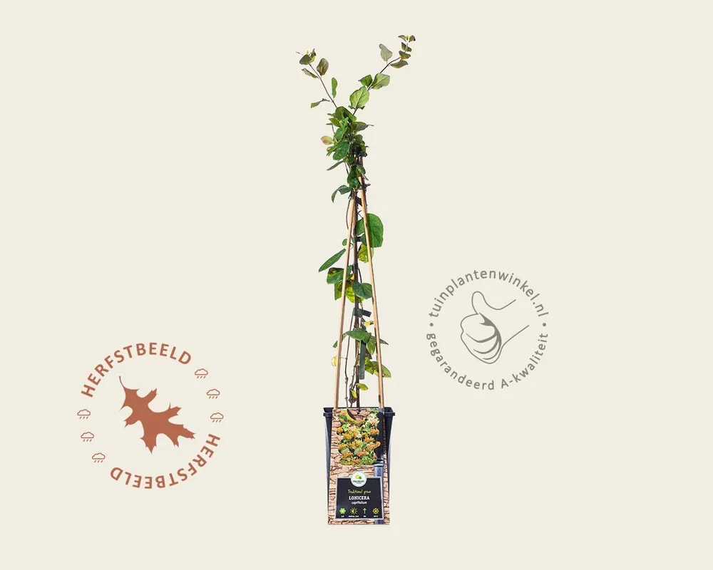 Tijdelijke aanbieding | Lonicera caprifolium