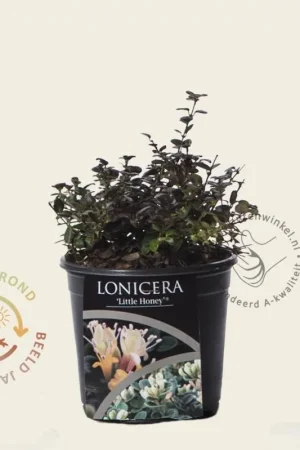 Aanbieding | Lonicera crassifolia ‘Little Honey‘