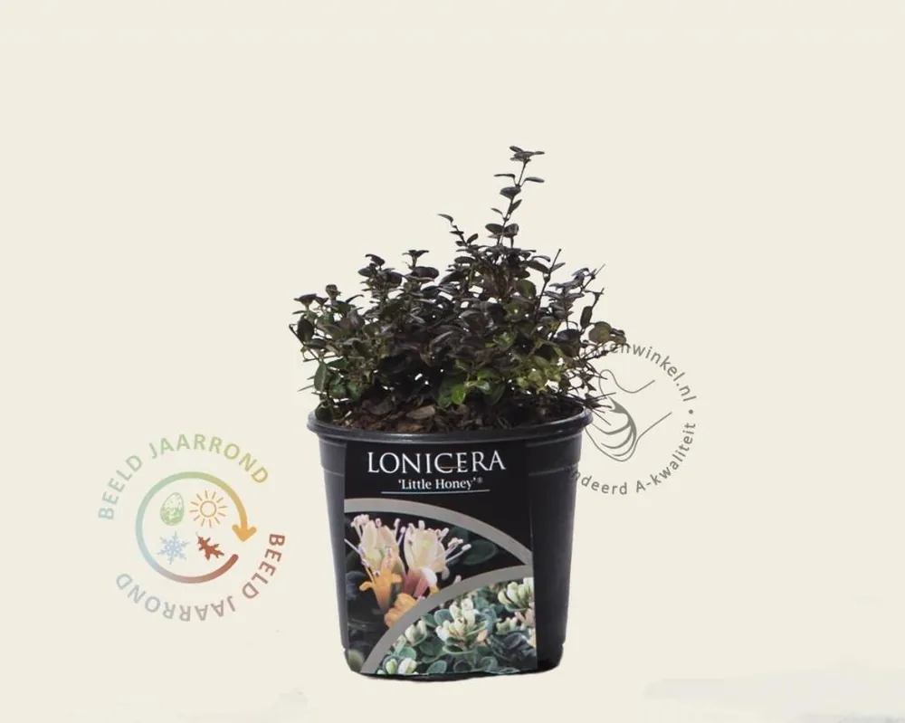 Aanbieding | Lonicera crassifolia ‘Little Honey‘
