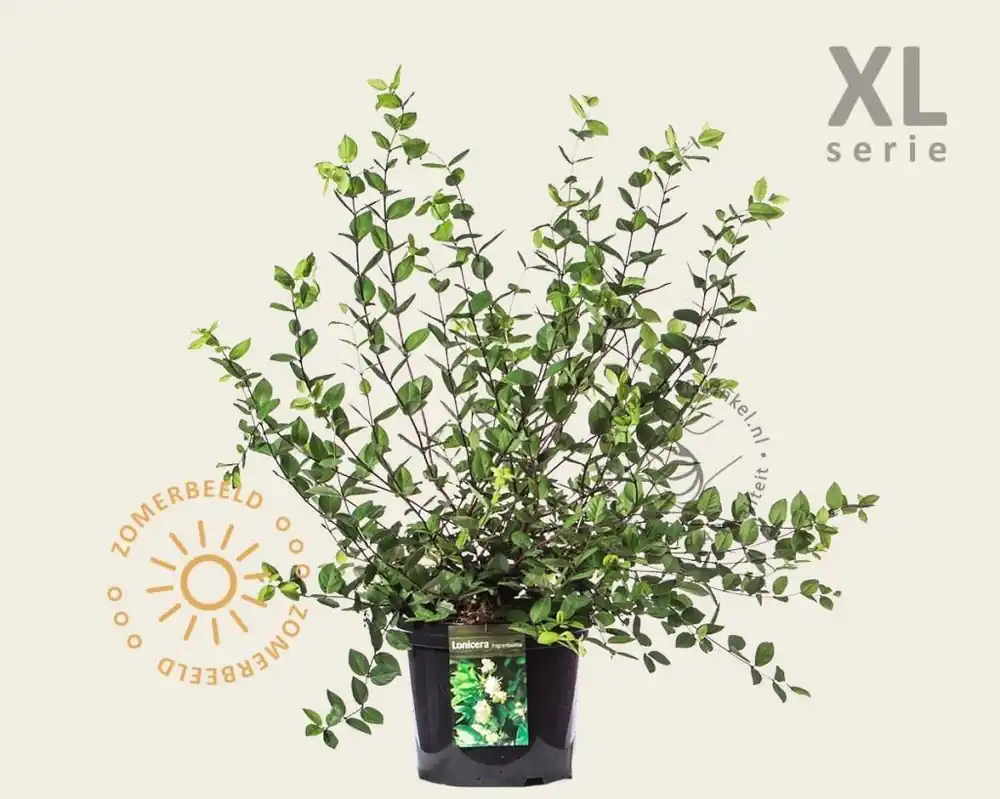 Lonicera fragrantissima - XL - Slechts tijdelijk