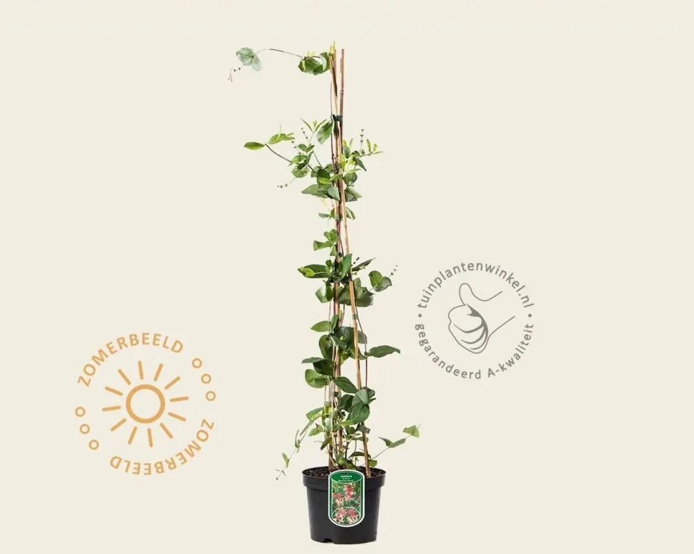 Lonicera heckrottii ‘American Beauty‘ - Nog maar een paar beschikbaar