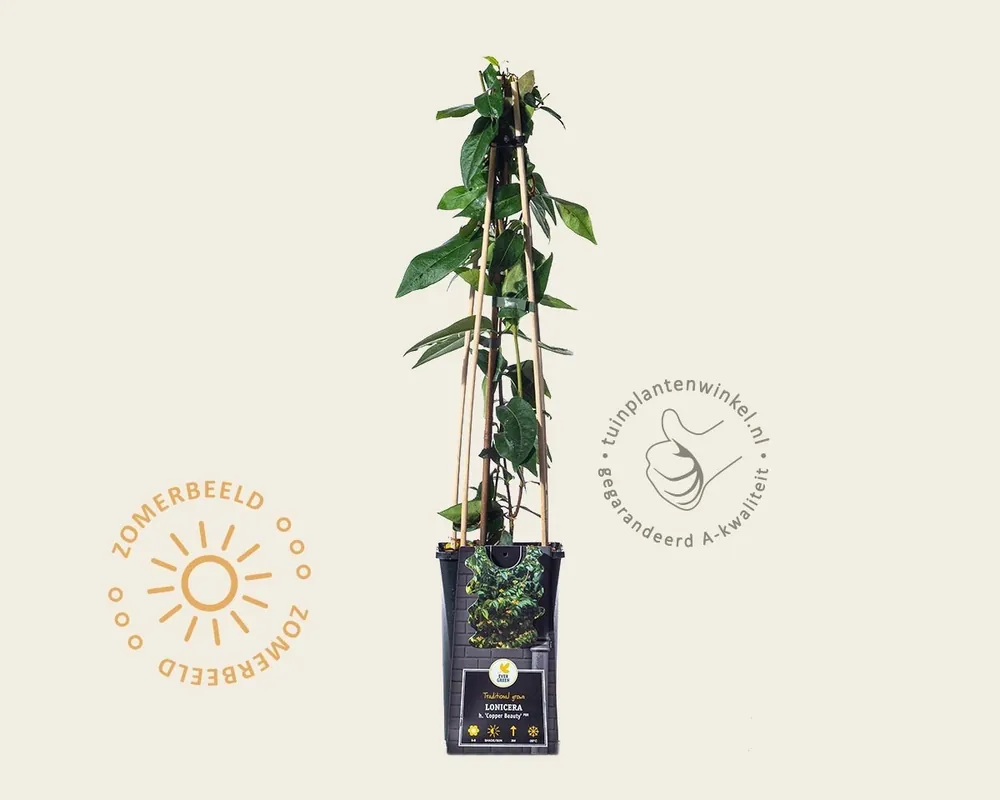 Bespaar nu | Lonicera henryi ‘Copper Beauty‘
