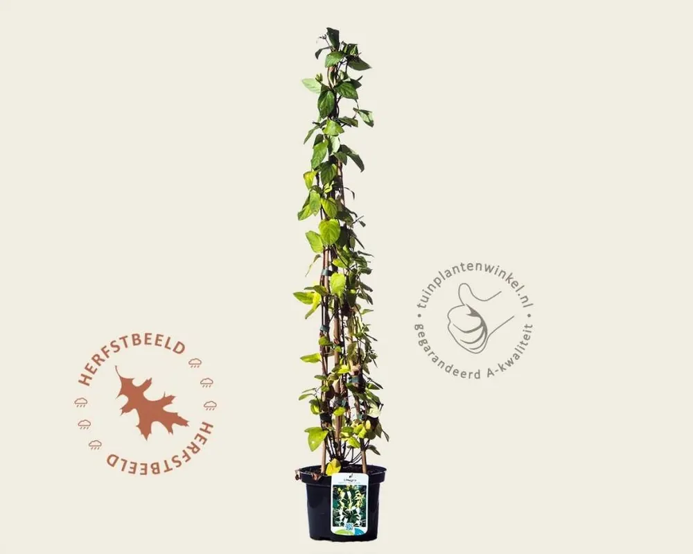 Nieuw in de shop - Lonicera japonica ‘Hall‘s Prolific‘