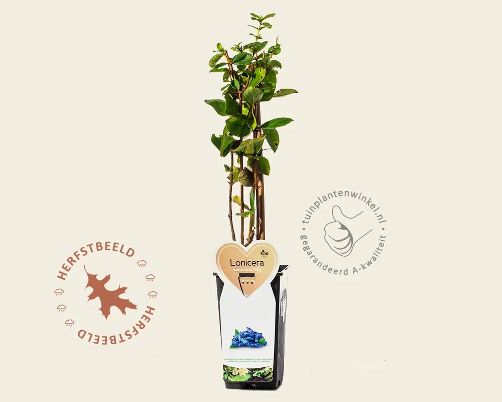 Lonicera kamtschatica ‘Altaj‘ | Aanbieding