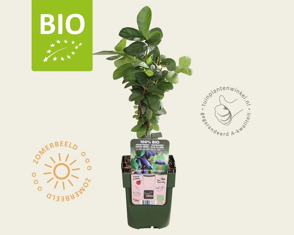 Lonicera kamtschatica ‘Duet‘ - BIO - Net binnen
