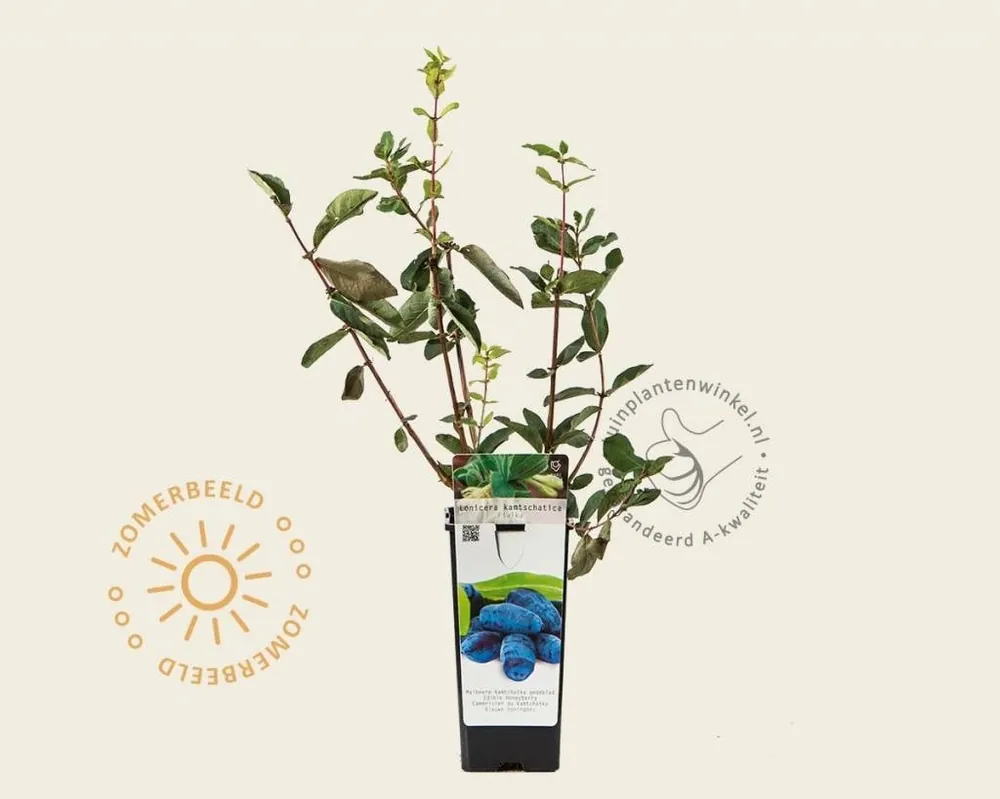 Lonicera kamtschatica ‘Fialka‘ | Dagdeal