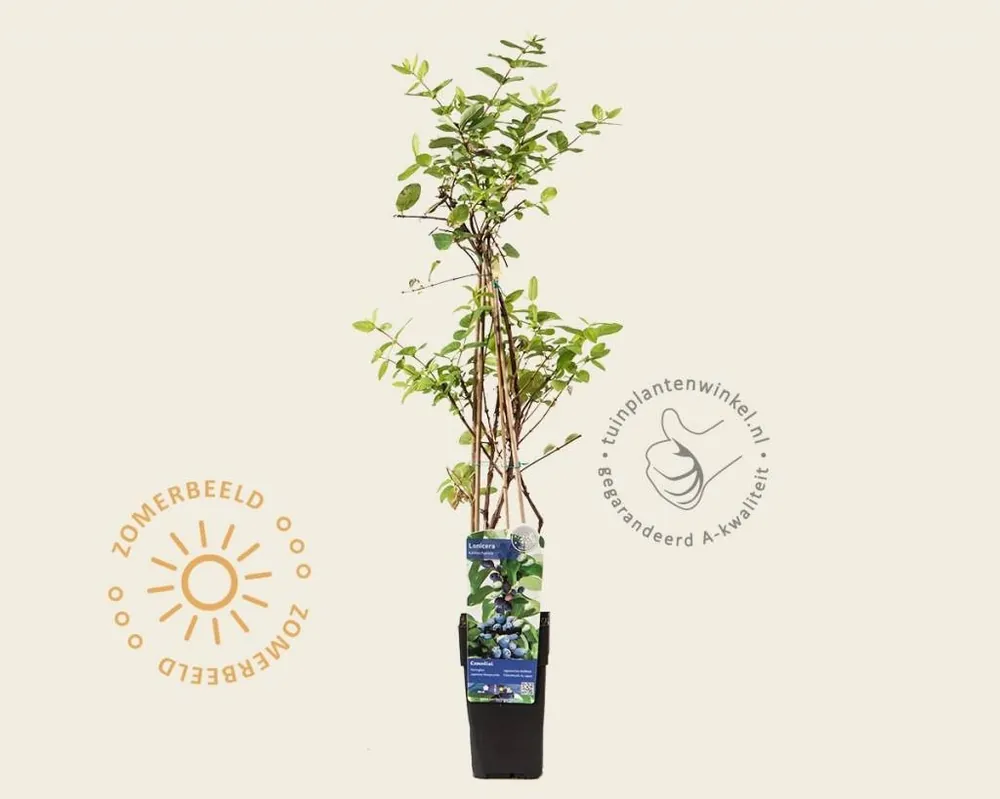 Net gelanceerd - Lonicera kamtschatica ‘Morena‘