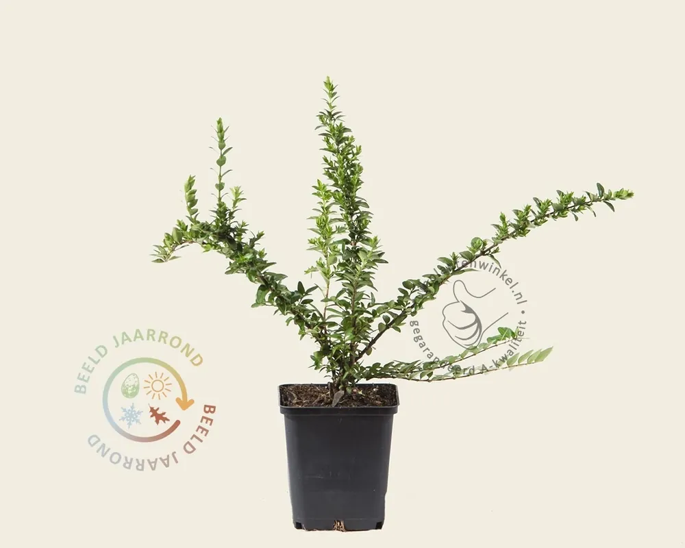 Lonicera nitida ‘Maigrun‘ - Erg populair