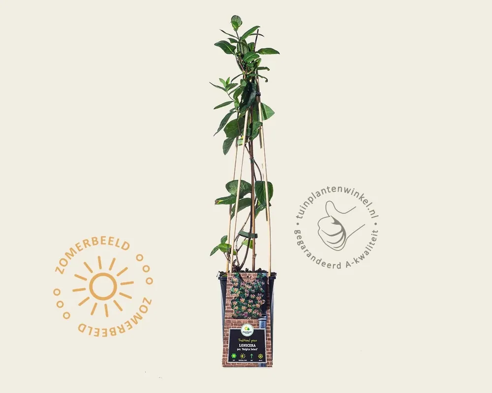 Topprijs | Lonicera periclymenum ‘Belgica‘