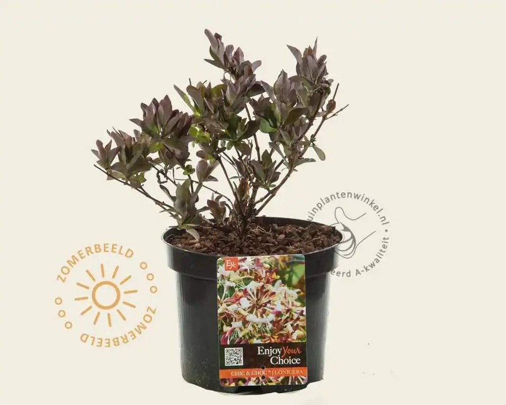 Lonicera periclymenum ‘Chic & Choc‘ | Nu kopen