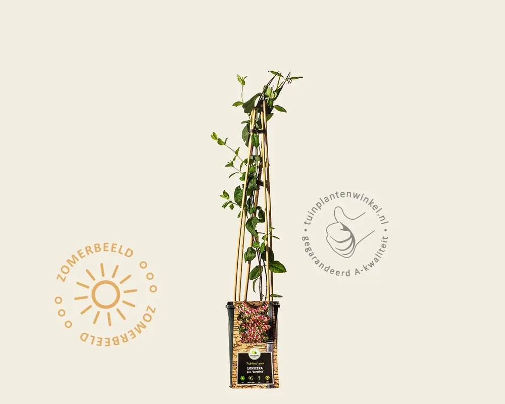 Rechtstreeks uit de fabriek - Lonicera periclymenum ‘Serotina‘