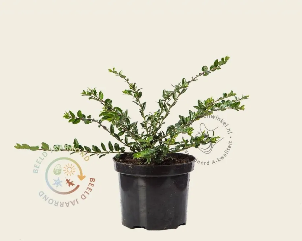 Lonicera pileata - Op voorraad