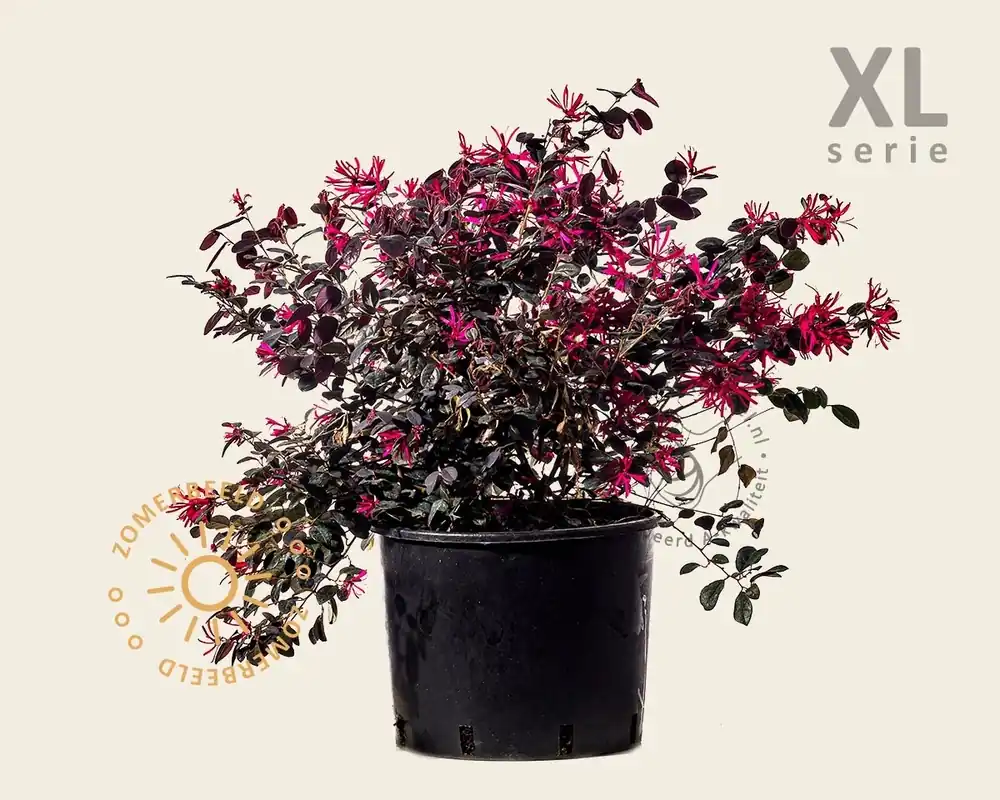 Dagdeal - Loropetalum chinense ‘Black Pearl‘ - XL