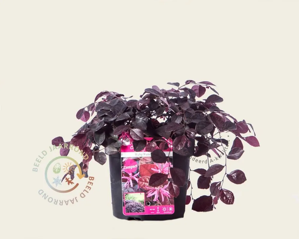 Loropetalum chinense ‘Ruby Runner‘ | Professionele kwaliteit